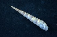 藏品(櫛筍螺 )的圖片